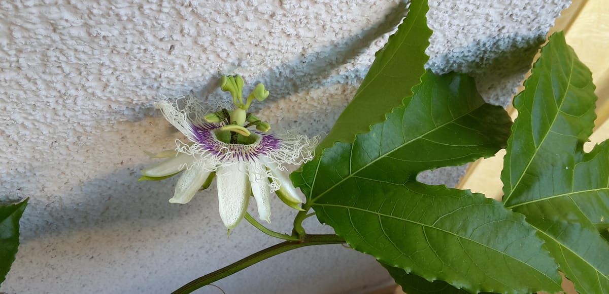 Musique du Carême et de la Passion