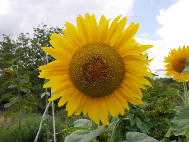 La vie sans enfant non choisie, côté pile