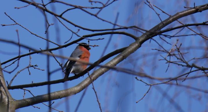 Pensées vagabondes